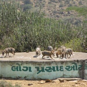 Hotel-Jp-Resort-kutch-Bani-10