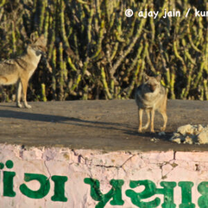 Hotel-Jp-Resort-kutch-Bani-16