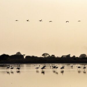 Hotel-Jp-Resort-kutch-chari-6