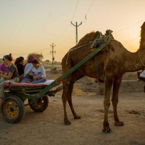 camel_safari-1-1024x683