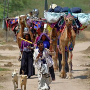 camel_safari-2-1024x683