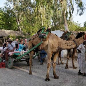 camel_safari-3-1024x683