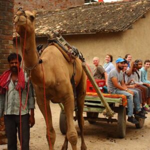 camel_safari-4-1024x683