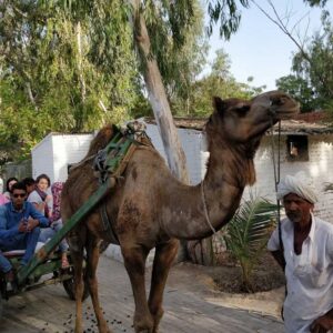 camel_safari-5-1024x683