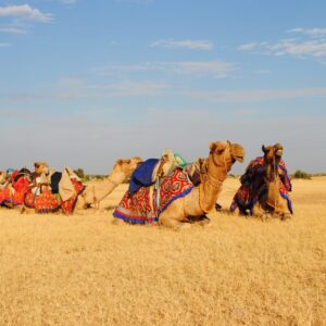 camel_safari-8-1024x687